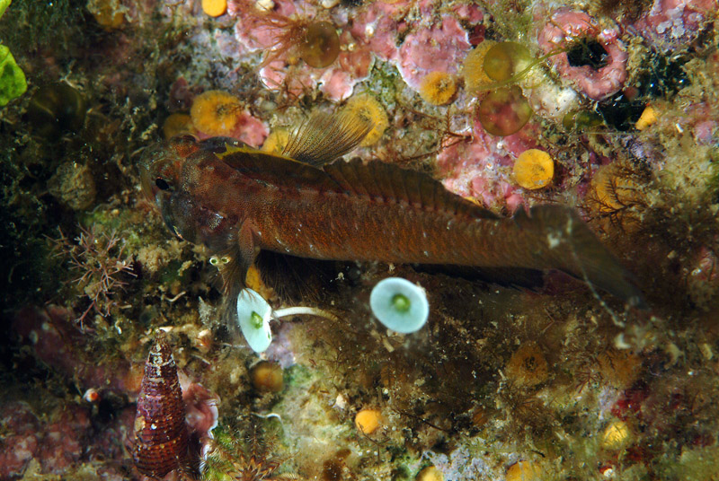 Coppia di gobidi (Zebrus zebrus)